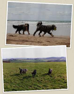 Happy dogs